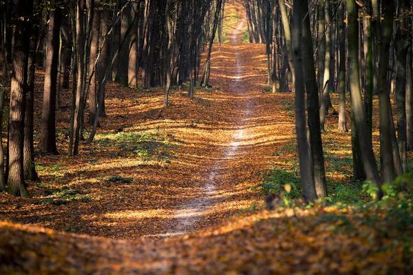 Arbres de forêt d'automne. nature vert bois lumière du soleil milieux — Photo