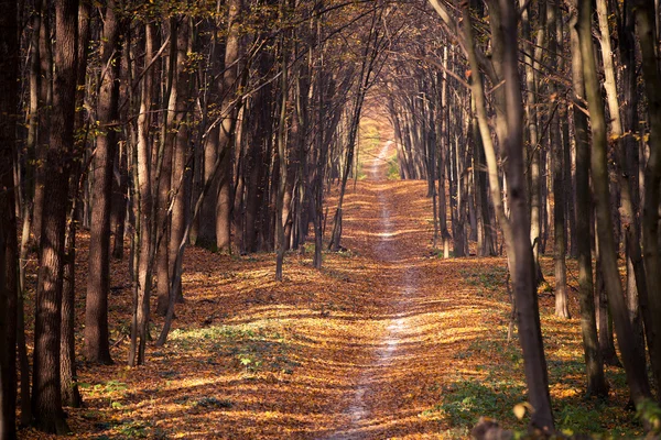 秋の森の木。緑の木漏れ日の背景 — ストック写真
