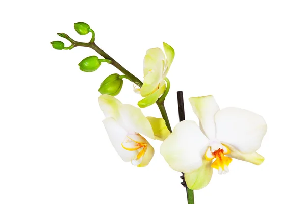 Орхідея на білому — стокове фото