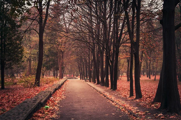 Árboles del bosque de otoño. naturaleza madera verde luz del sol fondos — Foto de Stock