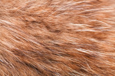 kahverengi ve siyah-beyaz hayvan doku düştü