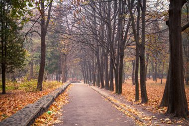 Park içinde güzel Caddesi