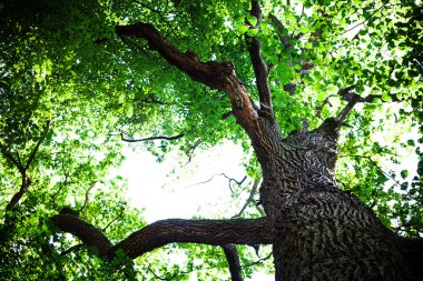 Orman ağaçları doğa yeşil ahşap güneş ışığı arka planı