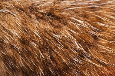 siyah ve beyaz hayvan doku düştü