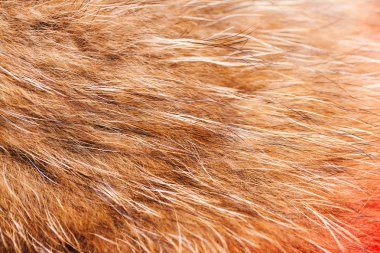 siyah ve beyaz hayvan doku düştü