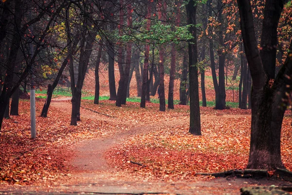 Automne dans le parc — Photo