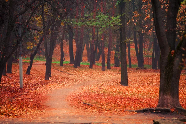 Automne dans le parc — Photo