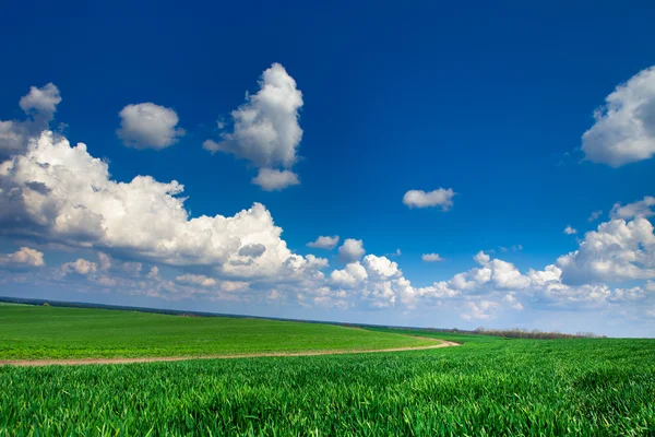 Green Field and Beautiful Sunset — Stock Photo, Image