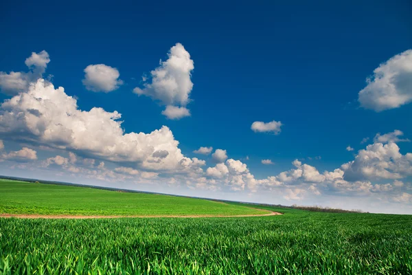 Beautiful morning green field with blue heaven — Stock Photo, Image