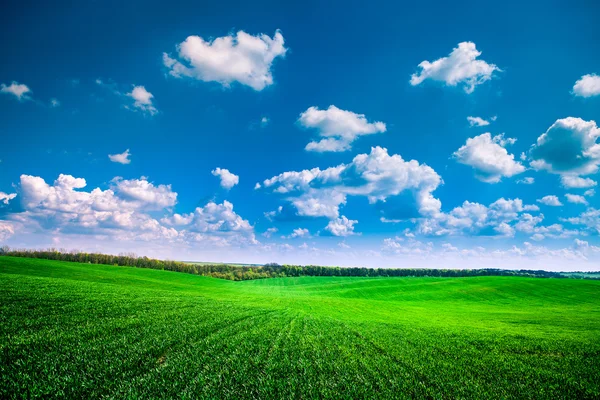 Schöne morgendliche grüne Wiese mit blauem Himmel — Stockfoto