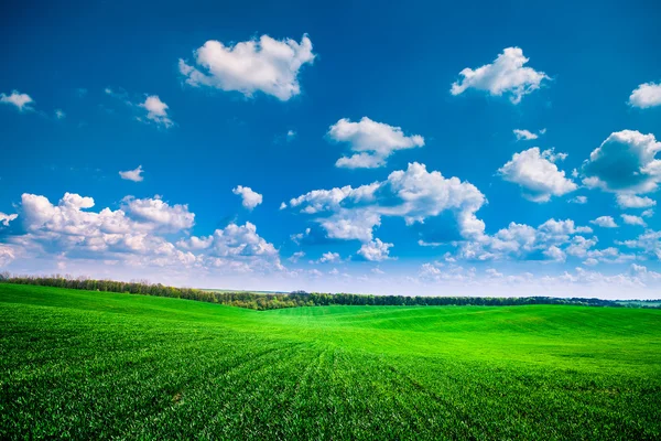 Schöne morgendliche grüne Wiese mit blauem Himmel — Stockfoto