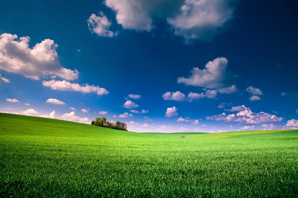 Beau champ vert du matin avec ciel bleu — Photo