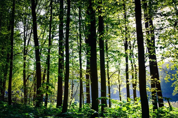 Schöner grüner Wald — Stockfoto