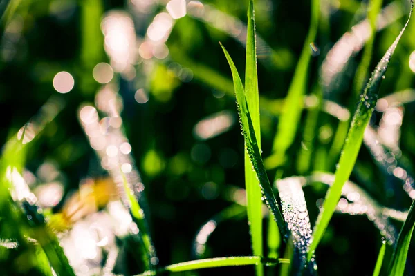 Gocce d'acqua sullo sfondo erba verde — Foto Stock
