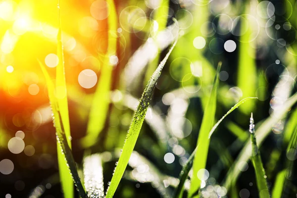 Green grass bokeh background — Stock Photo, Image