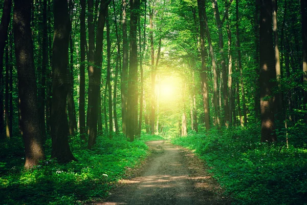 Beautiful green forest — Stock Photo, Image