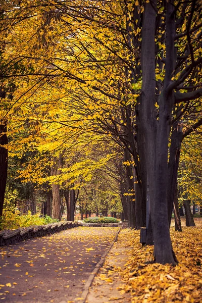 Herbstwälder. Natur grün Holz Sonnenlicht Hintergründe — Stockfoto