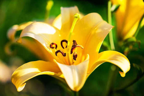 Lírios amarelos no parque Keukenhof — Fotografia de Stock