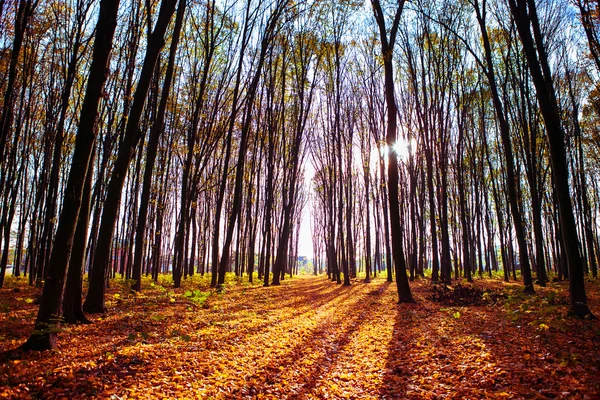 Árvores da floresta de outono. natureza verde madeira fundos de luz solar — Fotografia de Stock