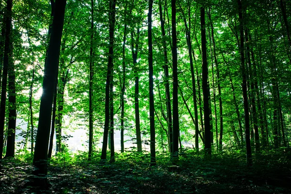 Prachtige groene woud — Stockfoto