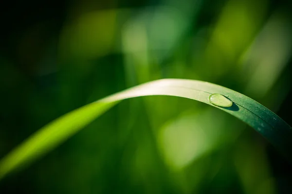Капли воды на зеленом фоне травы — стоковое фото