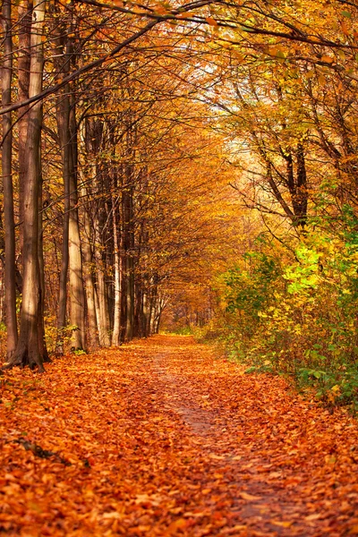 Autumn forest trees. nature green wood sunlight backgrounds — Stock Photo, Image