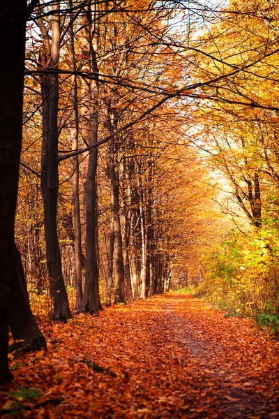 Autumn forest trees. nature green wood sunlight backgrounds — Stock Photo, Image