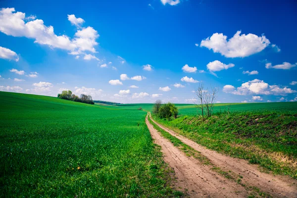 Green Field and Beautiful Sunset — Stock Photo, Image