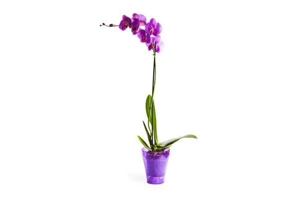 Фіолетові квіти орхідей ізольовані на білому тлі — стокове фото