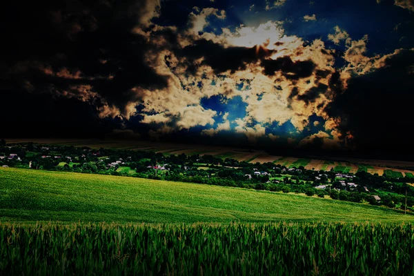 Campo de grama. trigo de prado abaixo do céu — Fotografia de Stock