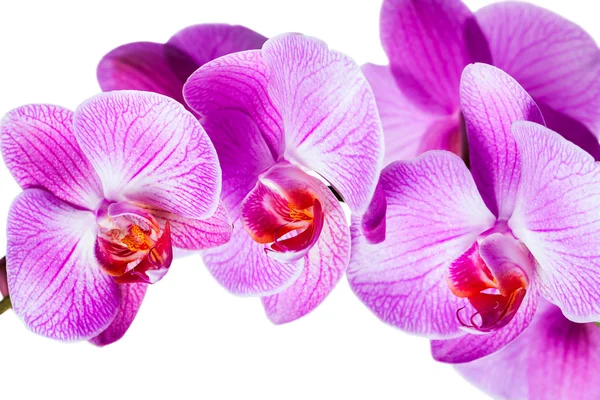 Flores de orquídea violeta aisladas sobre fondo blanco —  Fotos de Stock
