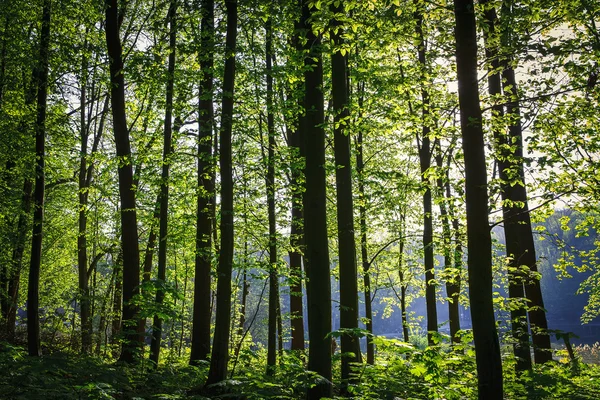 Bella foresta verde — Foto Stock