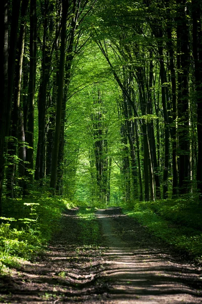 Prachtige groene woud — Stockfoto