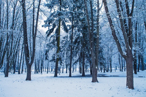 Bosque árboles naturaleza nieve madera fondos — Foto de Stock