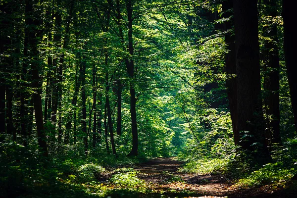 Belle forêt verte — Photo