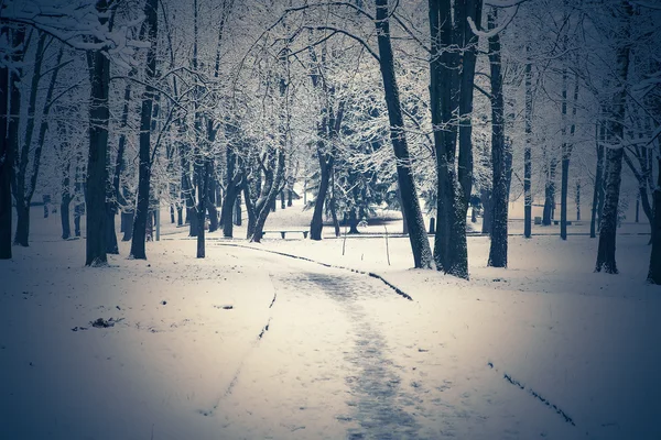 Alberi della foresta natura neve legno sfondi — Foto Stock