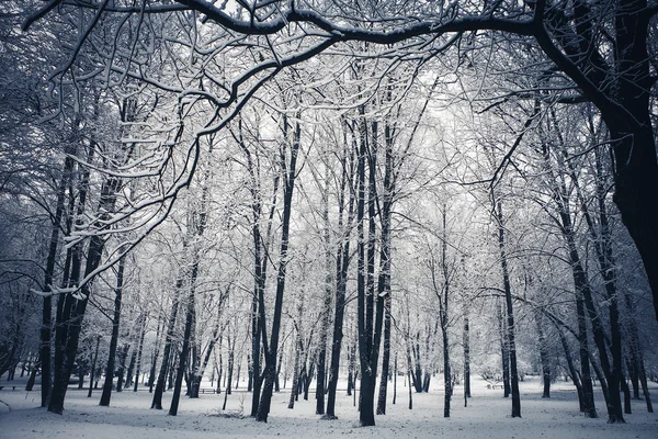 Forest trees nature snow wood backgrounds — Stock Photo, Image