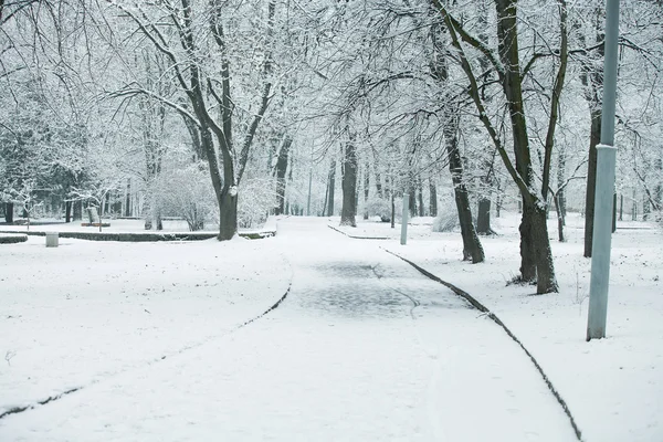 Bosque árboles naturaleza nieve madera fondos — Foto de Stock