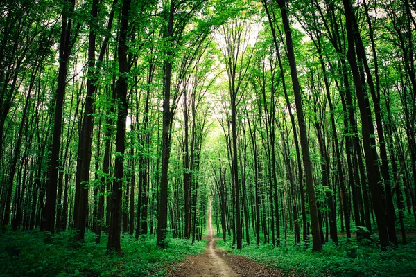 Prachtige groene woud — Stockfoto