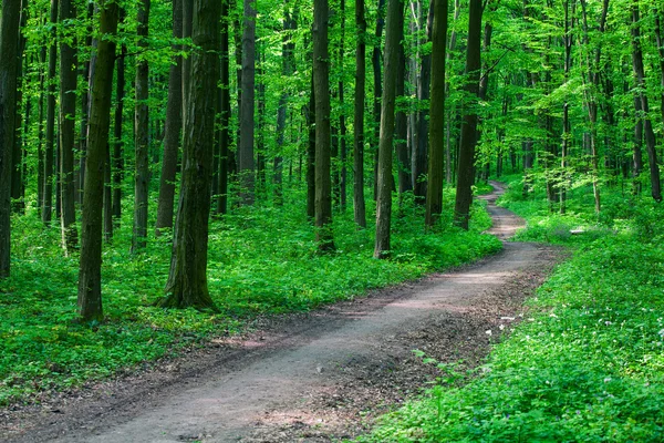 Vacker grön skog — Stockfoto