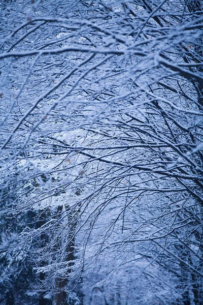 Winterlicher Hintergrund — Stockfoto