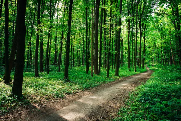 Prachtige groene woud — Stockfoto