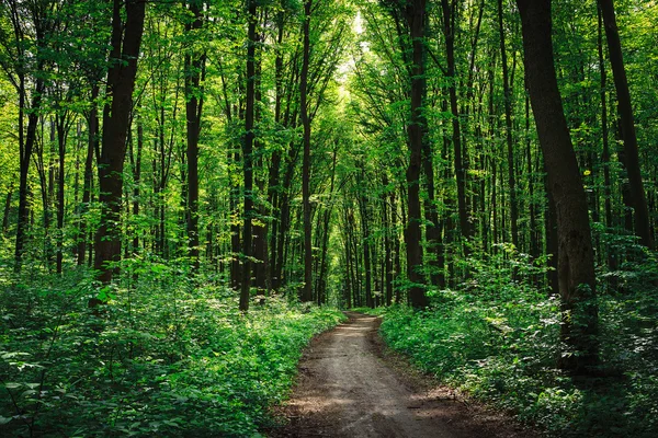 Belle forêt verte — Photo