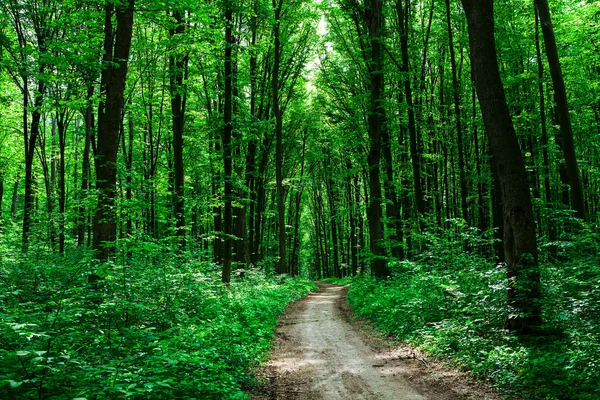 Hermoso bosque verde — Foto de Stock