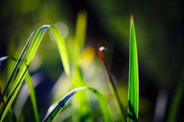 yeşil çim bokeh arka plan