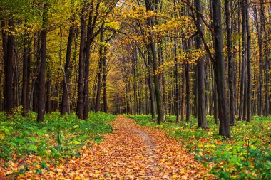 Sonbahar orman ağaçları. doğa yeşil ahşap güneş ışığı arka planı