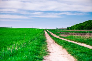 çim alan. çayır buğday gökyüzü altında