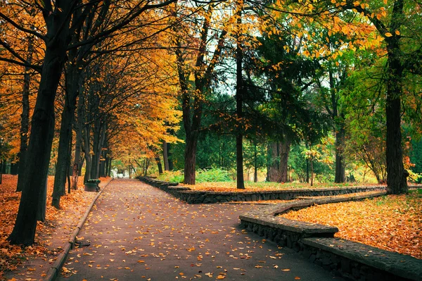 Árboles del bosque de otoño. naturaleza madera verde luz del sol fondos — Foto de Stock