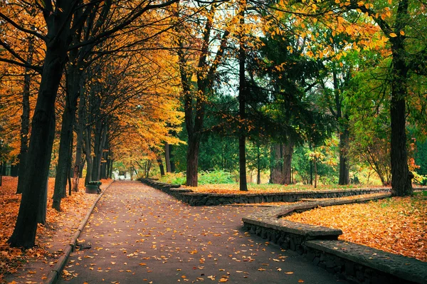 Alberi della foresta autunnale. natura verde legno luce del sole sfondi — Foto Stock