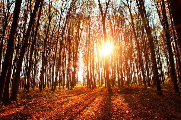 Herfst bos bomen — Stockfoto